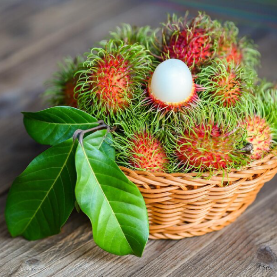 Rambutan harvest