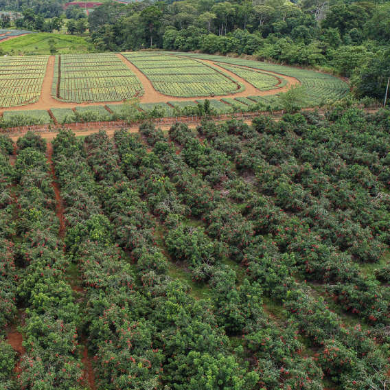 Rambutan field