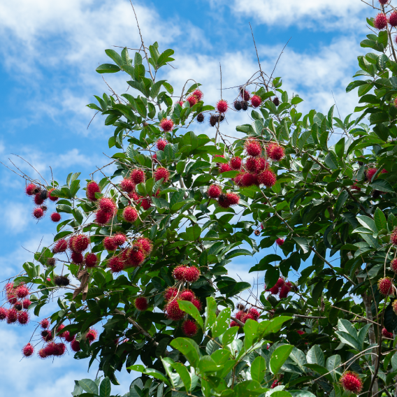 Rambutan tree