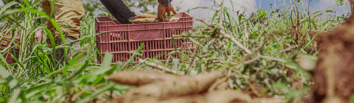 Cassava production