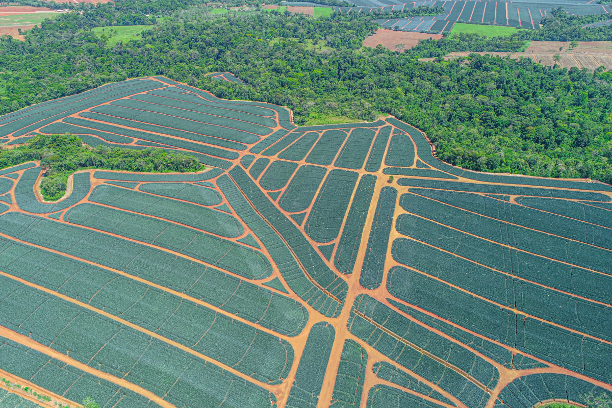 Pineapple Imports to USA & Canada: Quality, Traceability, and Transparency