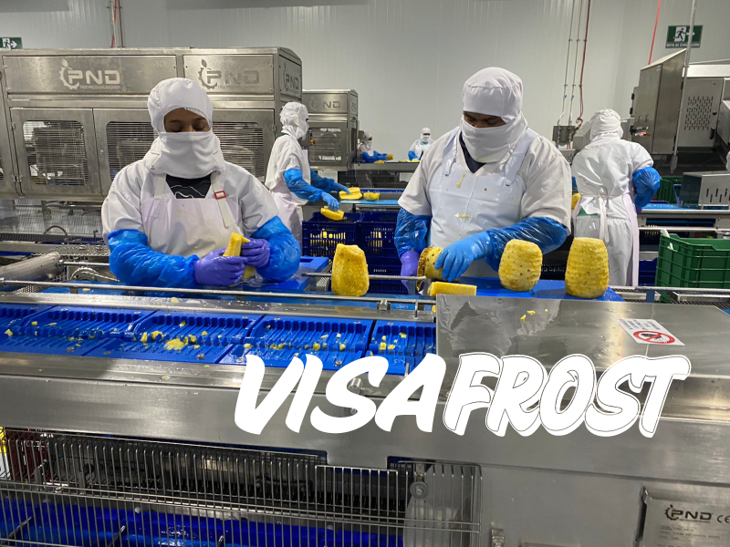 VisaFrost: Innovative IQF Pineapple Processing Plant In Costa Rica