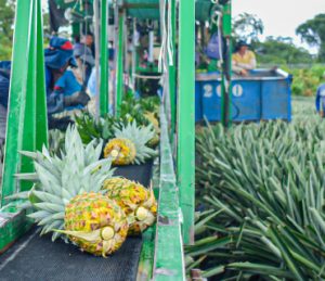 Pineapple field